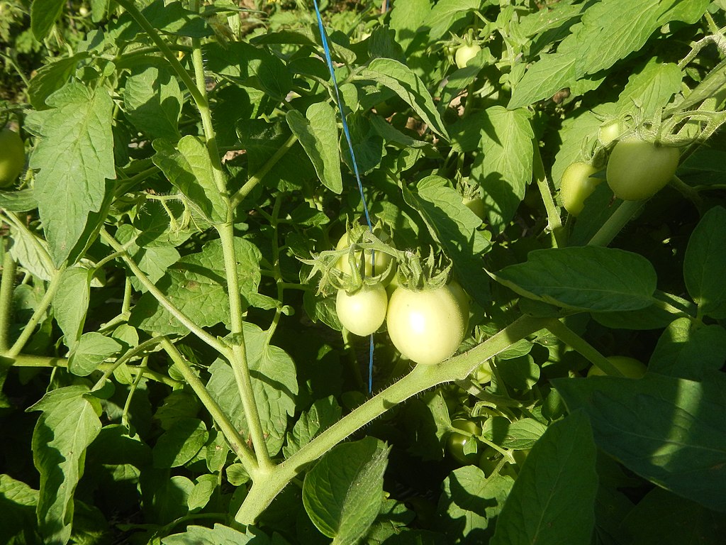Tomaten zijscheuten dieven