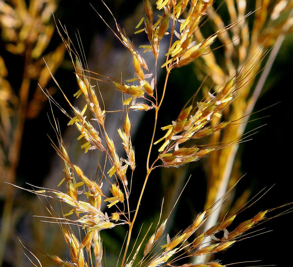 Poaceae plantenfamilie