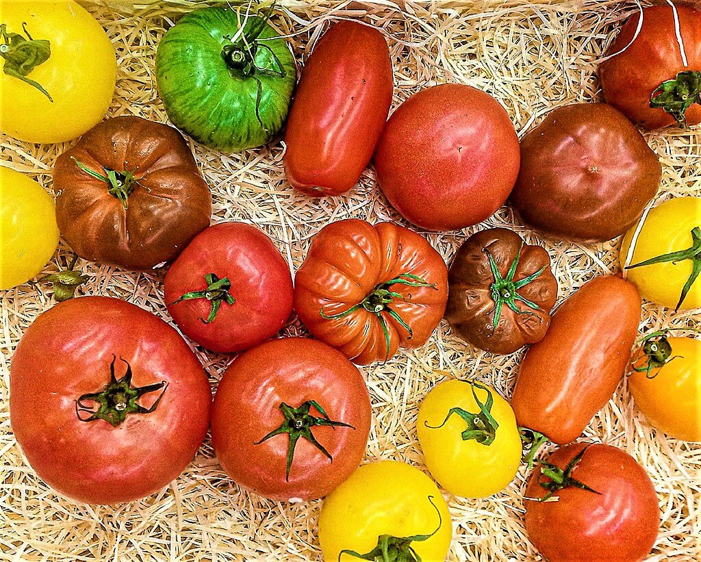 Verschillende tomatensoorten
