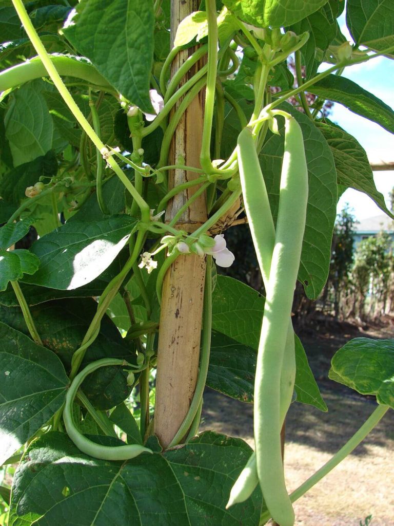 Sperziebonen kweken