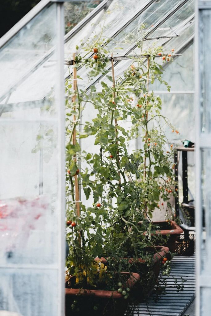 teelt van tomaten in de kas