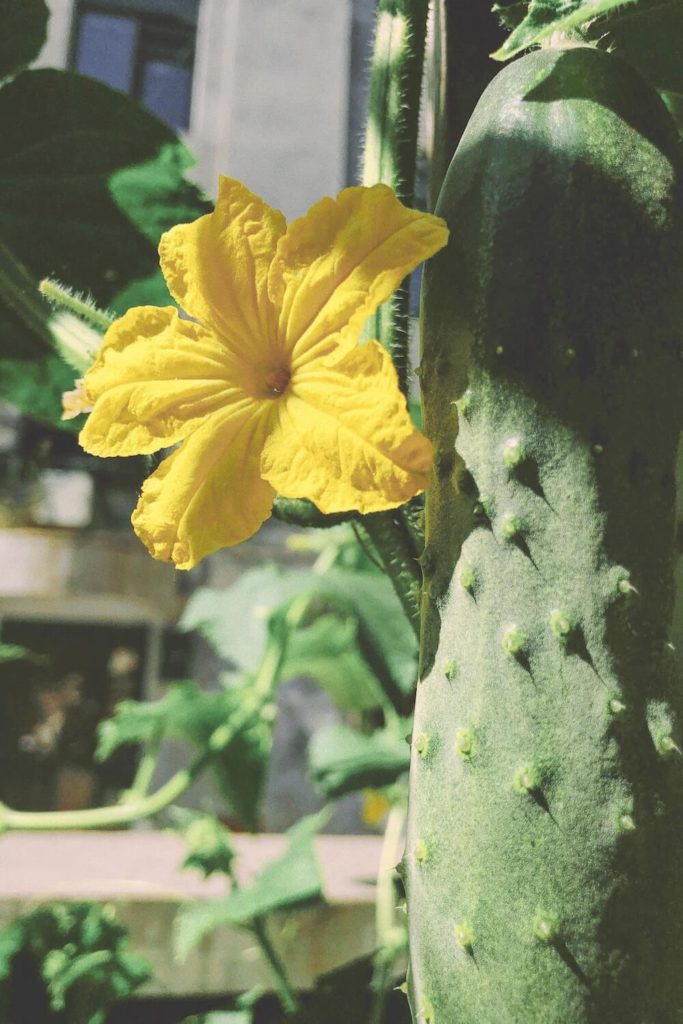 Komkommerbloem van de cucurbitaceae plantenfamilie gewassen