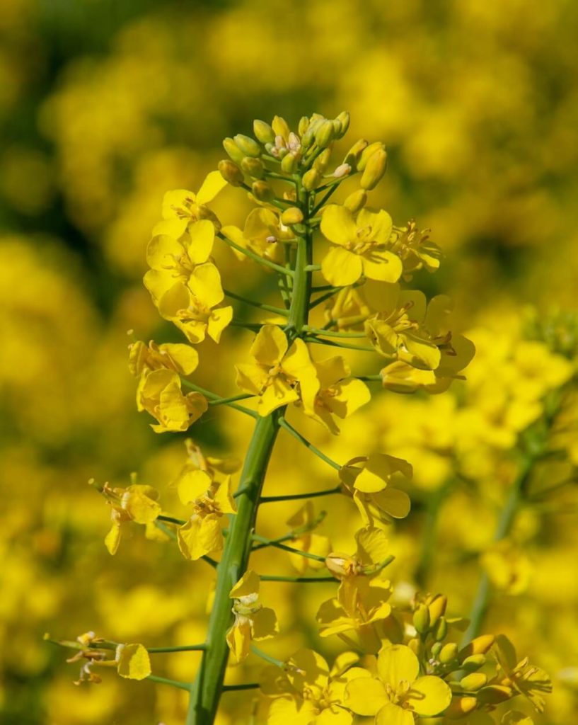 Koolzaadbloem van de Brassicaceae plantenfamilie