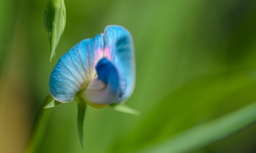 Vlinderbloemigen Fabaceae plantenfamilie gewassen