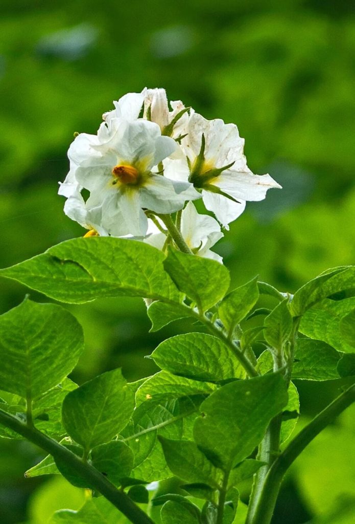 Aardappelbloem van de nachtschades plantenfamilie
