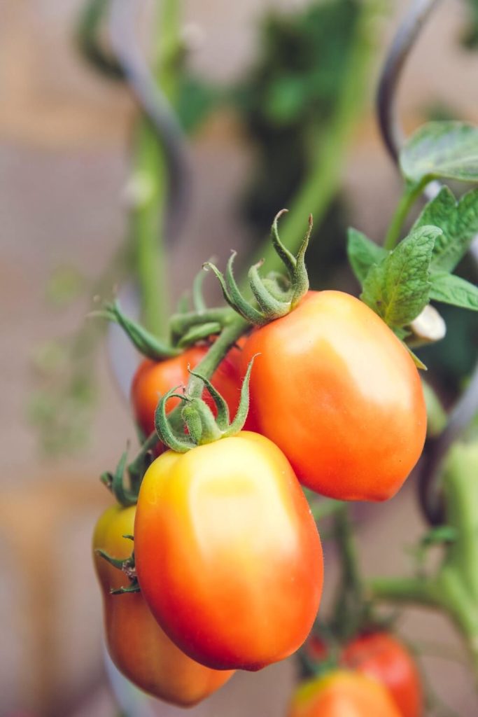 Tomaten oogsten