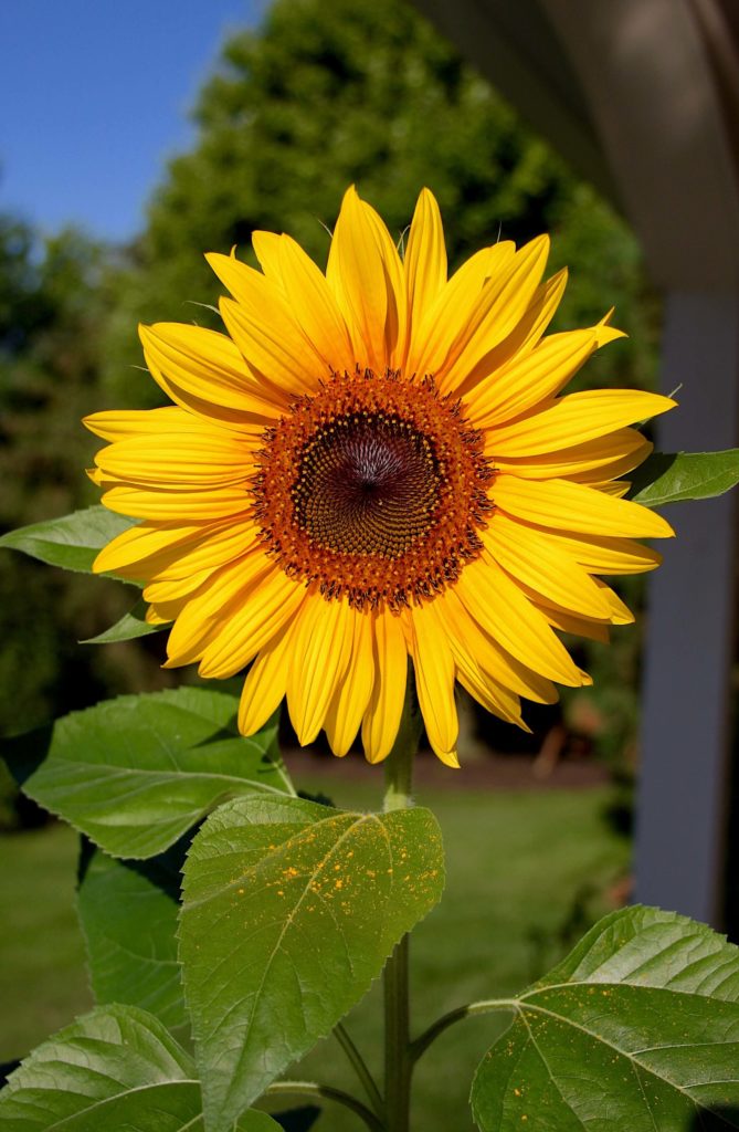 Zonnebloem bloem van de composieten plantenfamilie