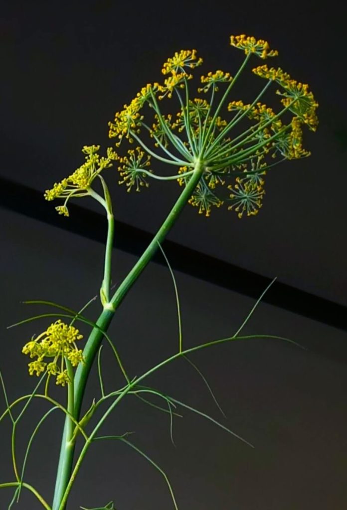 Venkelbloem van de Apiaceae plantenfamilie gewassen