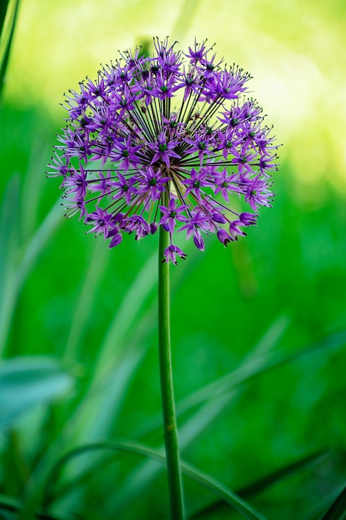 Uienbloem van de Alliaceae plantenfamilie gewassen