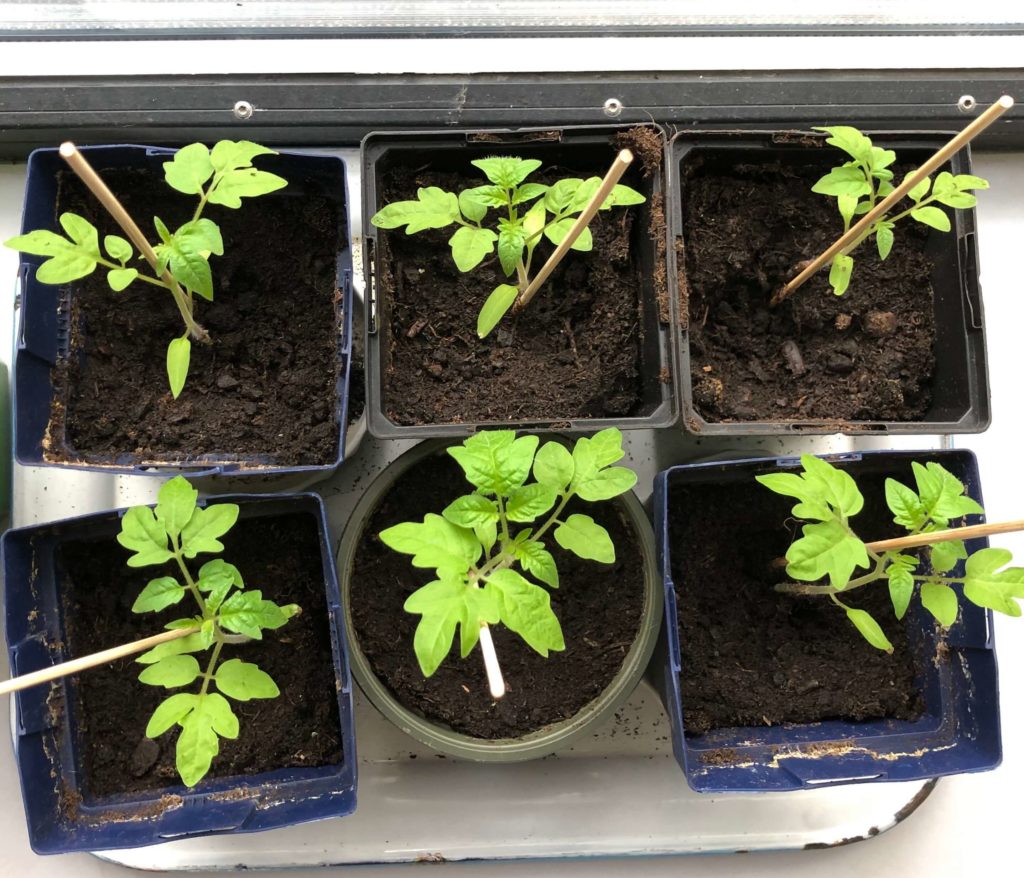 tomaten opkweken