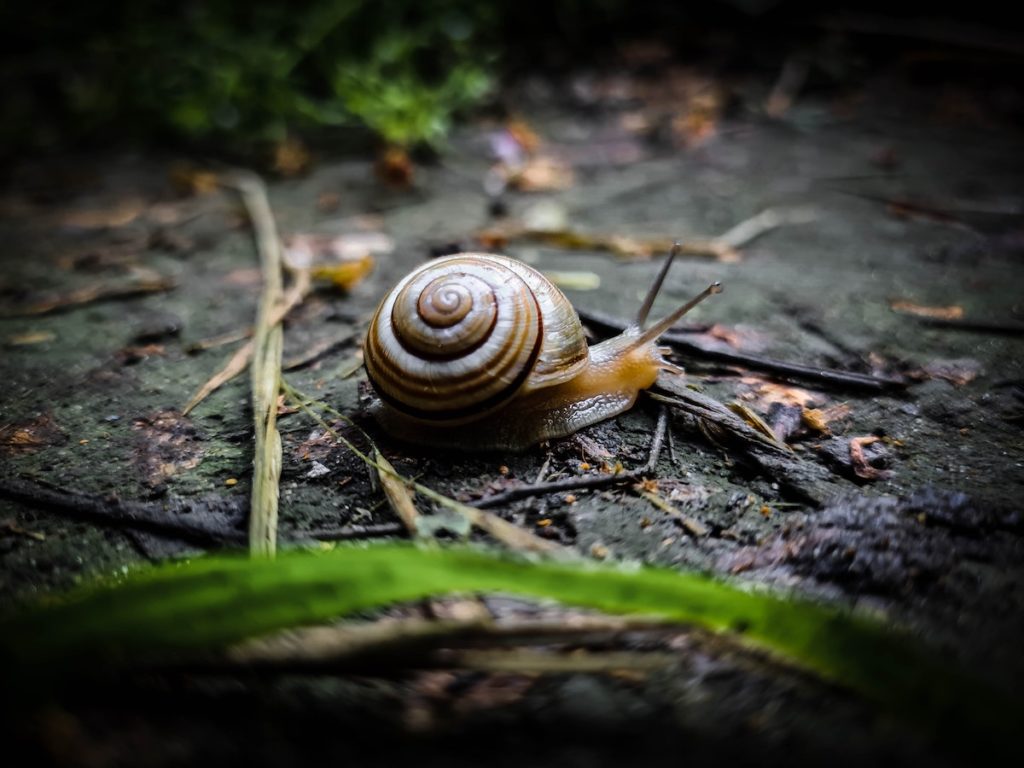 Bodemleven van de tuin
