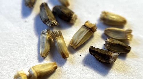 Endive seeds