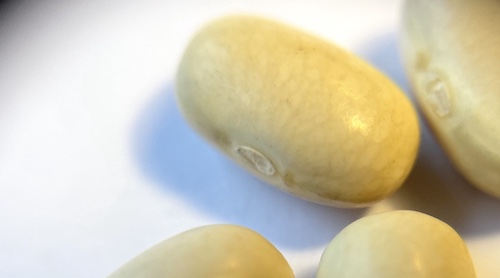 Brown bean seeds