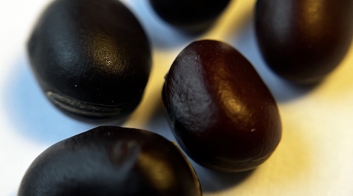 Pigeon bean seed