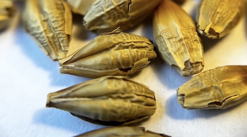 Barley seeds