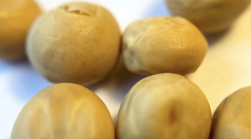 Grean pea seeds