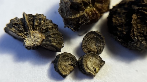 Large mallow seed