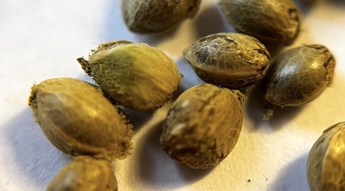Hemp seeds