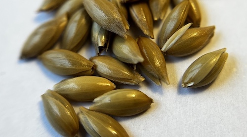 Canary seeds