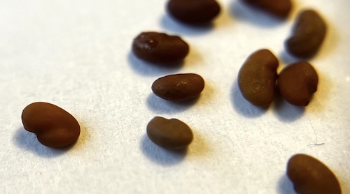 Alfalfa seeds
