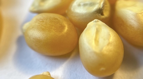 Corn seeds