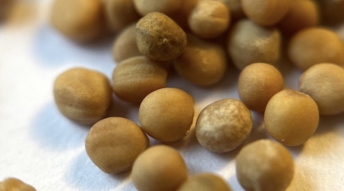 Mustard seeds