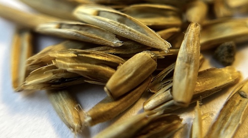 Rye grass seeds