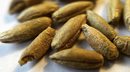 Rye seeds