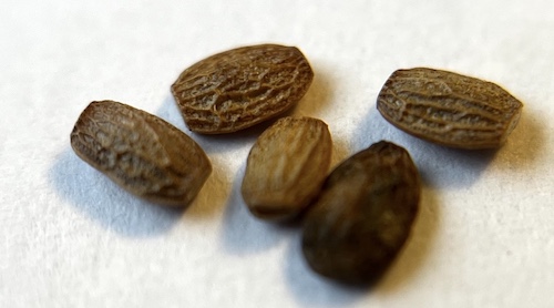 Serradella seeds