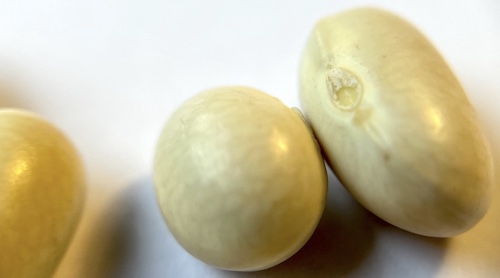 Green bean seeds