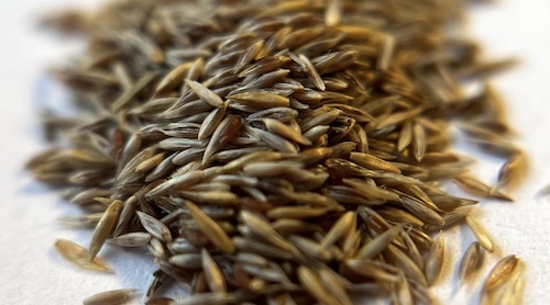 Bentgrass seeds
