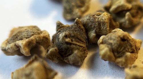 Sugar beet seeds