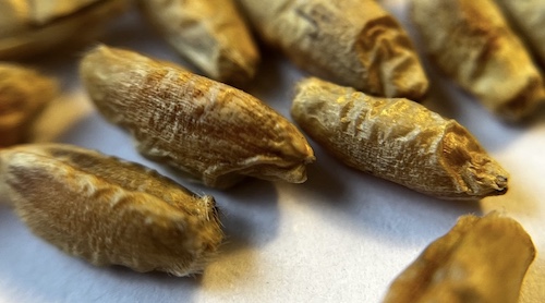 Triticale seeds
