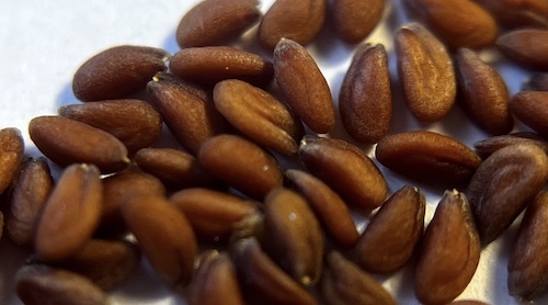 Cress seeds