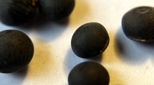 Vicia seeds