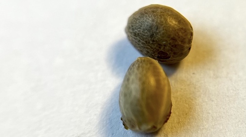 Chicory seeds