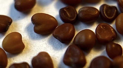 White clover seeds