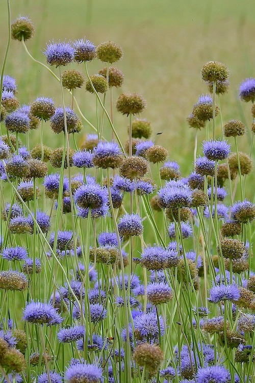 Inheemse droogtetolerante planten