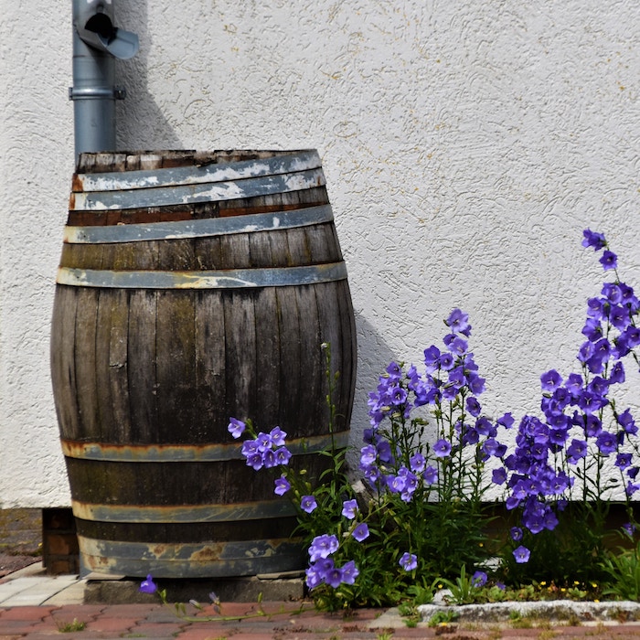 11 tips voor de droogtetolerante tuin
