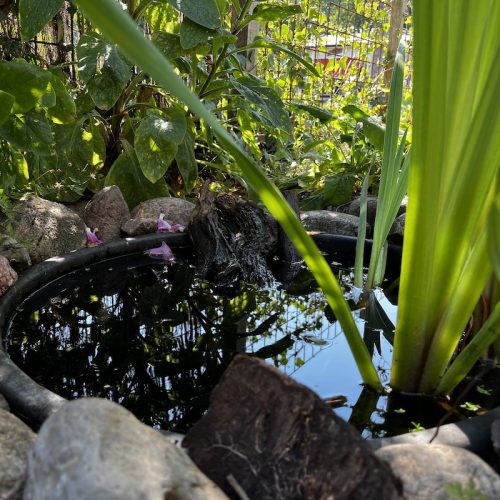 Wellicht mijn favorietste element van mijn tuin. Dit is een van de drie vijvertjes die ik heb. Met deze droogte zie ik hier elke dag vogeltjes neerstrijken om water te drinken.