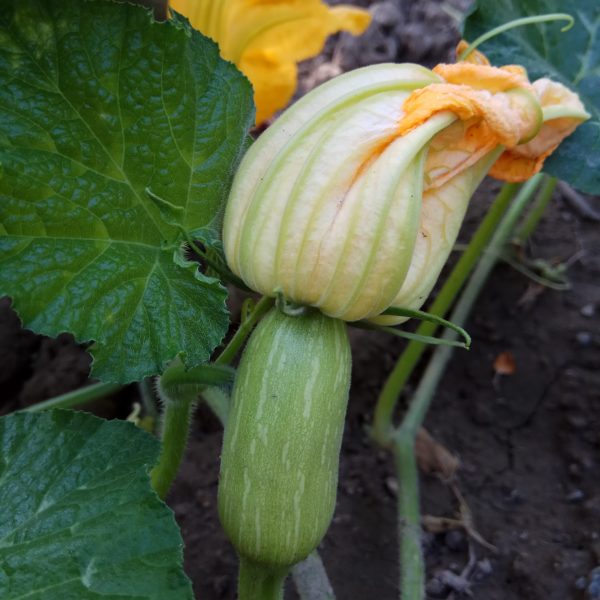 courgettebloem