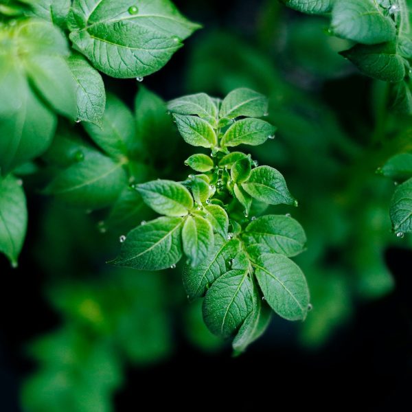 Aardappelplant