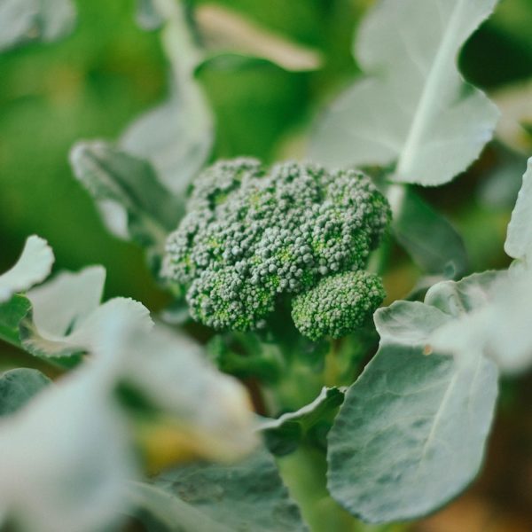 Broccoliplant