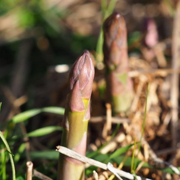 Aspergespruiten