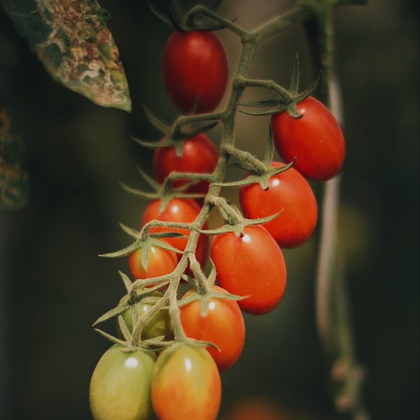 oogst van tomaten